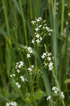 False baby's breath